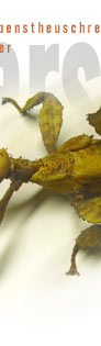 Gespenstschrecken (Gespenstheuschrecken, Phasmida), Ordnung etwa 5-35 cm langer Insekten mit rd. 2 000 Arten, v. a. in den Tropen und Subtropen; mit schlankem, stengelartigem bis abgeflachtem, blattartigem, meist grün oder braun gefärbtem Körper mit relativ kleinem Kopf; häufig flügellos.